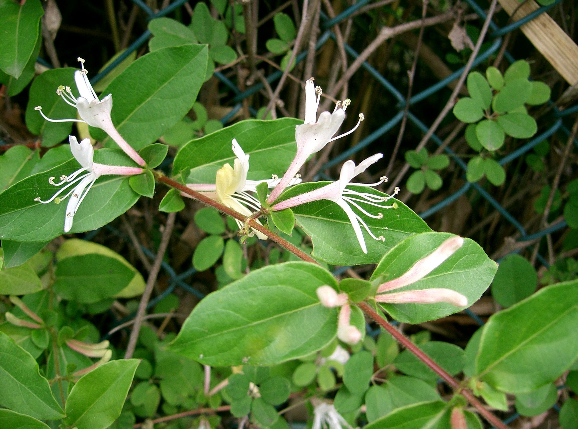 Lonicera confusa